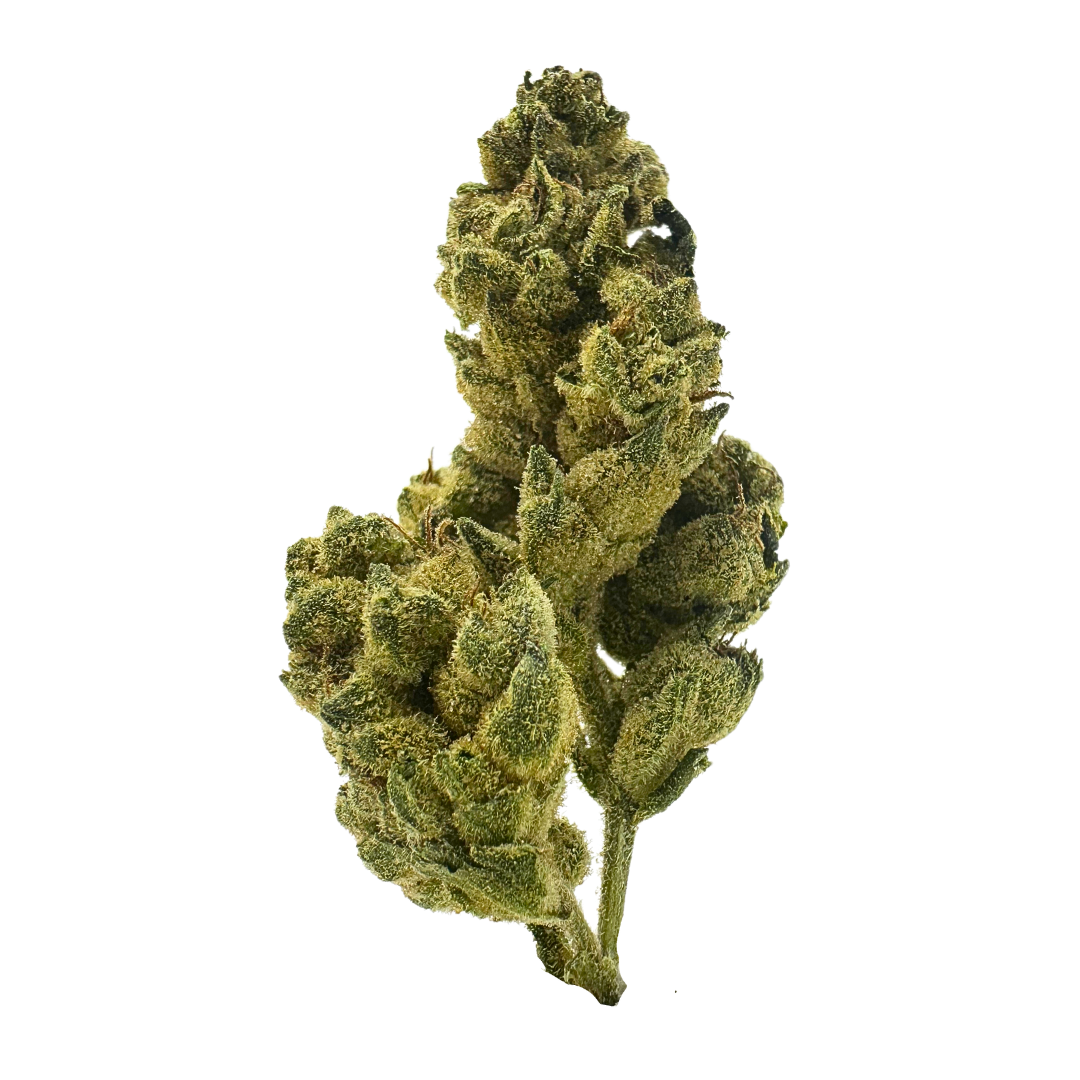 Fluffy, bright green GG4 x GSC buds covered in frosty trichomes—perfectly balanced hybrid with earthy, sweet, and gassy notes.