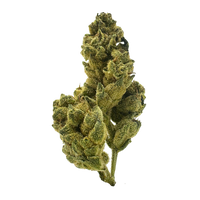 Fluffy, bright green GG4 x GSC buds covered in frosty trichomes—perfectly balanced hybrid with earthy, sweet, and gassy notes.