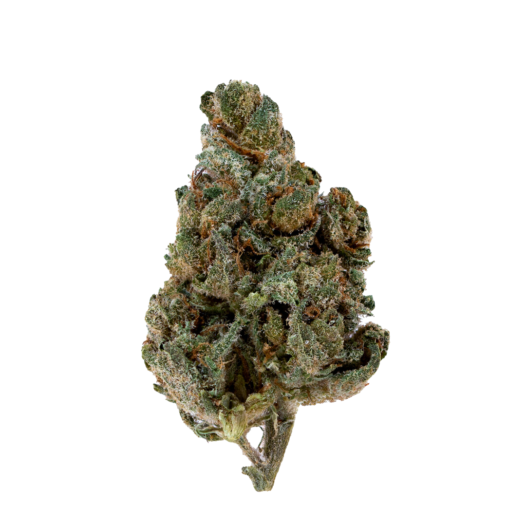 Chunky, trichome-coated Jealousy buds with deep purple, bright green, and orange hues deliver a sweet, balanced hybrid high.