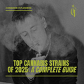 Top Cannabis Strains of 2025: A Complete Guide