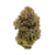Dense Cherry Glaze Indica THCa flower with purple hues and frosty trichomes. Buy premium THCa flower online today.