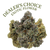 Dealer's Choice Exotic THCa flower for sale – premium indoor-grown THCa hemp flower with dense, frosty purple buds