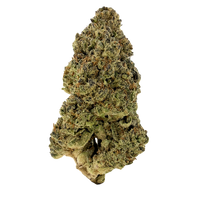 Full Gas sativa strain with vibrant green buds and diesel aroma. Shop THCa flower online with shipping and Nashville delivery.
