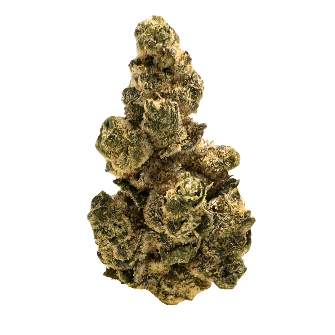 Garlic Cocktail THCA flower: garden-fresh aroma, tangy tangerine taste. Pine tree-shaped nugs with orange hairs, coated in shiny crystals