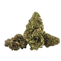 Gas Face premium indoor THCa flower by BBXLG with dense buds and diesel, earthy kush, pepper, pine, and gassy flavors