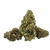 Gas Face premium indoor THCa flower by BBXLG with dense buds and diesel, earthy kush, pepper, pine, and gassy flavors