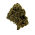 Gelato King indica strain with frosty purple green buds. Shop THCa flower online with shipping and Nashville delivery