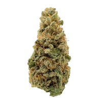Gorilla Cookies Premium Sativa THCa Flower Strain – spicy herbal cookie flavor, uplifting creative effects. Get THCa flower shipped by Consider It Flowers.