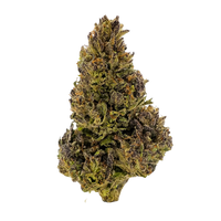 Gorilla Cookies sativa THCa flower with spicy mint cookie flavor and uplifting effects. Order online with fast nationwide shipping or Nashville delivery.