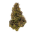 Gorilla Cookies sativa THCa flower with spicy mint cookie flavor and uplifting effects. Order online with fast nationwide shipping or Nashville delivery.