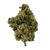 OG Kush premium THCa flower by BBXLG with fresh pine, lemon citrus, earthy herbs, black pepper, subtle spice, and gas sativa flavor notes
