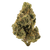 Sherbanger Exotic Provate Reserve Hybrid THCa flower with dense, frosty buds, vibrant green tones, and fiery orange hairs  and indica leaning effects – available now at Consider It Flowers.