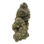 Sour Garlic Cookies exotic indoor THCa flower by Nick’s Nugs with sour citrus, garlic, earthy herb, black pepper, cookie dough, and gassy hybrid flavor notes