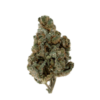 Super Silver Haze strain: fluffy, bright green nugs with orange hairs and silvery trichomes. Bold skunk, citrus, herb, and cheese aromas. A strong sativa.