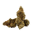 Tangie Cookies premium indoor THCa flower by BBXLG with bright tangerine, orange candy, tropical citrus, vanilla, and sweet cookie flavors