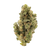 Tropic Thunder Premium THCa Flower Sativa strain – tropical mango and pineapple flavor, uplifting effects, shop THCa Flower that ships fast at Consider It Flowers.
