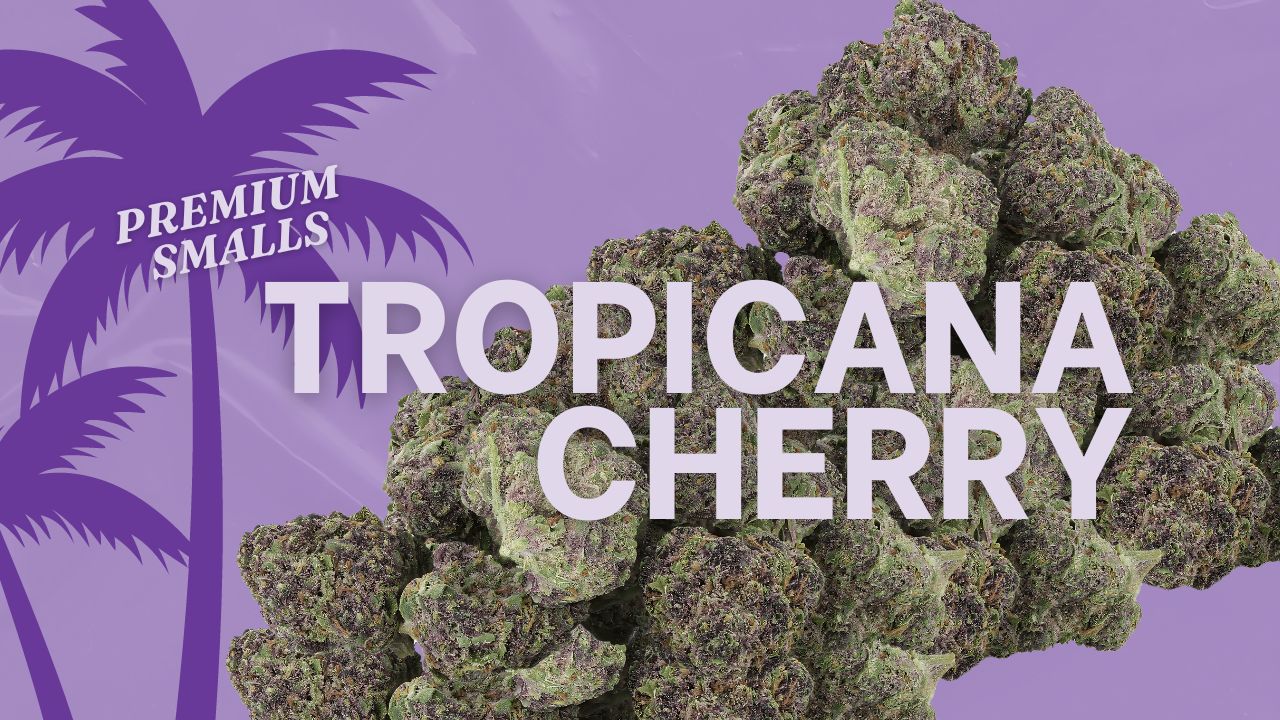 Tropicana Cherry strain is a high-energy sativa with a zesty diesel aroma. Bright green buds with tangerine, cherry, and gas aromas. Shop THCA Flower now!