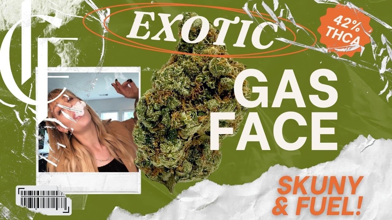 Exotic Gas Face strain by Consider It Flowers with 42% THCA. Skunky and fuel-like and a vibrant cannabis bud. Kelsey Palmer enjoying the experience.