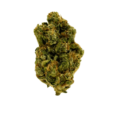 Fire OG: neon green, airy nugs with fiery orange hairs, rich purple undertones, and a frosty white layer of trichomes. A fiery-looking strain.