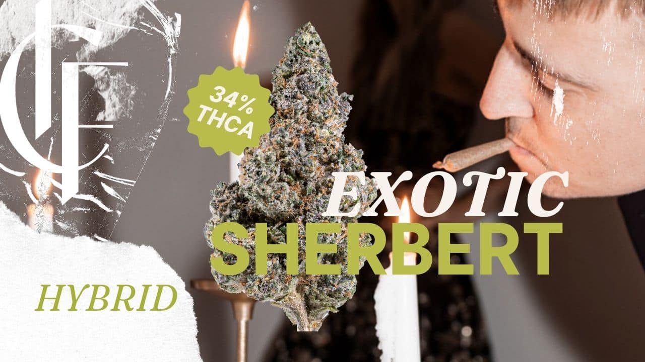 Sherbert strain: sweet, tangy smoke with strong body melt and mind-numbing effects. Relaxing, uplifting hybrid. Ideal for calming a noisy mind.